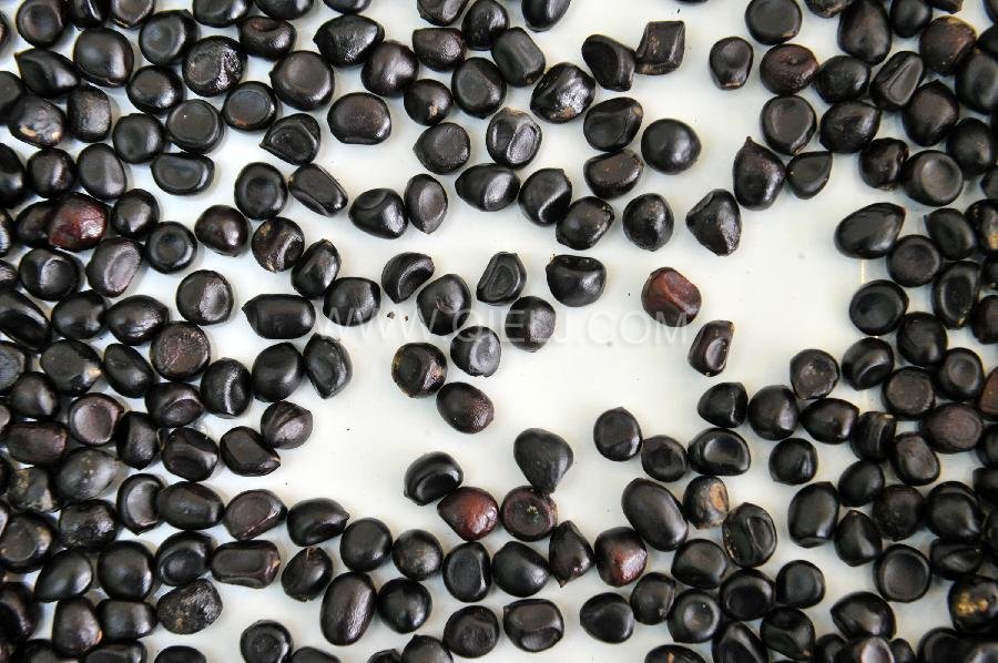 牡丹籽油設備 牡丹籽油榨油精煉生產(chǎn)線(圖2)