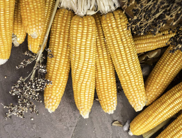 玉米供求關(guān)系影響著價格，2022年我國玉米播種面積和產(chǎn)量或?qū)⒊掷m(xù)增加(圖2)