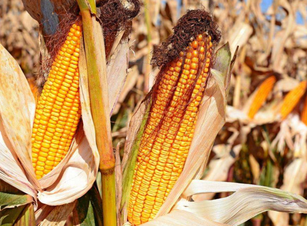 玉米供求關(guān)系影響著價格，2022年我國玉米播種面積和產(chǎn)量或?qū)⒊掷m(xù)增加(圖4)