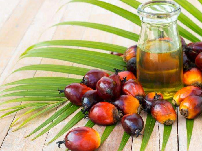 如何投資建設棕櫚油加工廠？企鵝糧油機械在線為您答疑解惑(圖1)