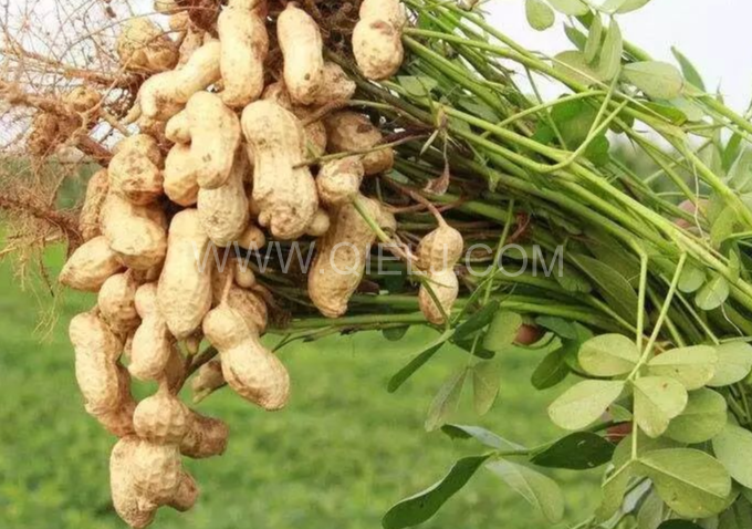 企鵝機(jī)械提供全套花生油提取設(shè)備，服務(wù)周到獲稱贊(圖1)