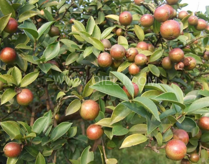 茶籽油壓榨設(shè)備認(rèn)準(zhǔn)企鵝機(jī)械，性能穩(wěn)定操作便利(圖1)